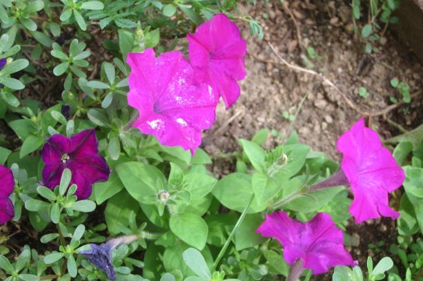 花壇の花3