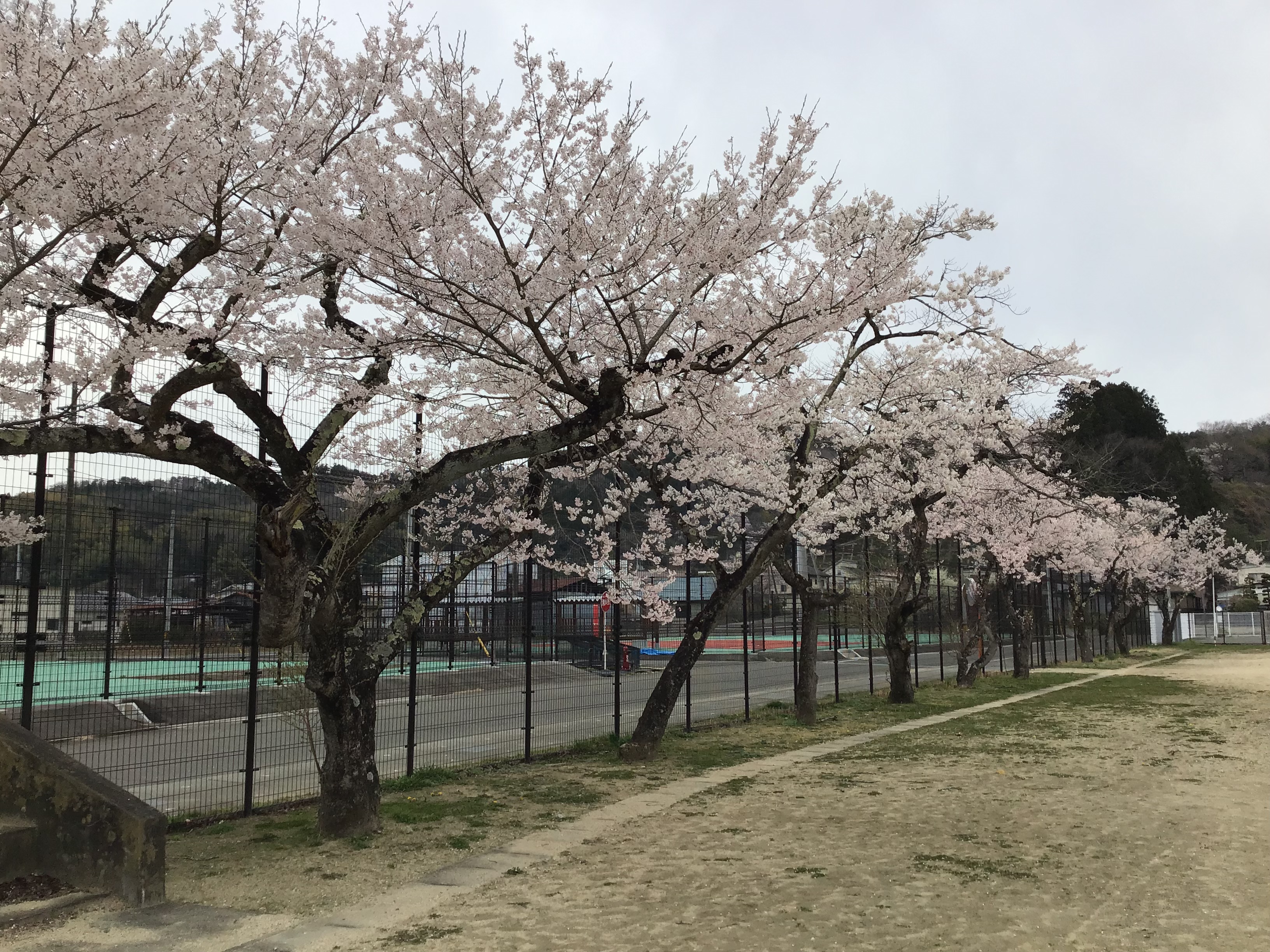 桜がきれいでした。明日の入学式までは持ちそうです。